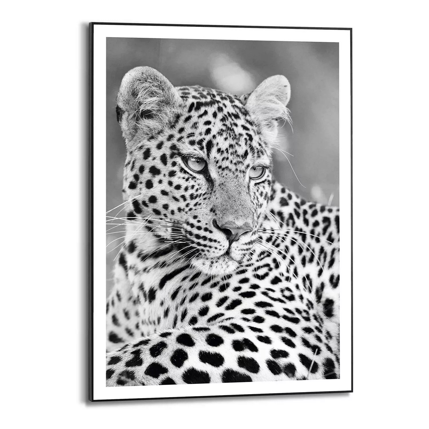 home24 Gerahmtes Bild Leopard Safari günstig online kaufen