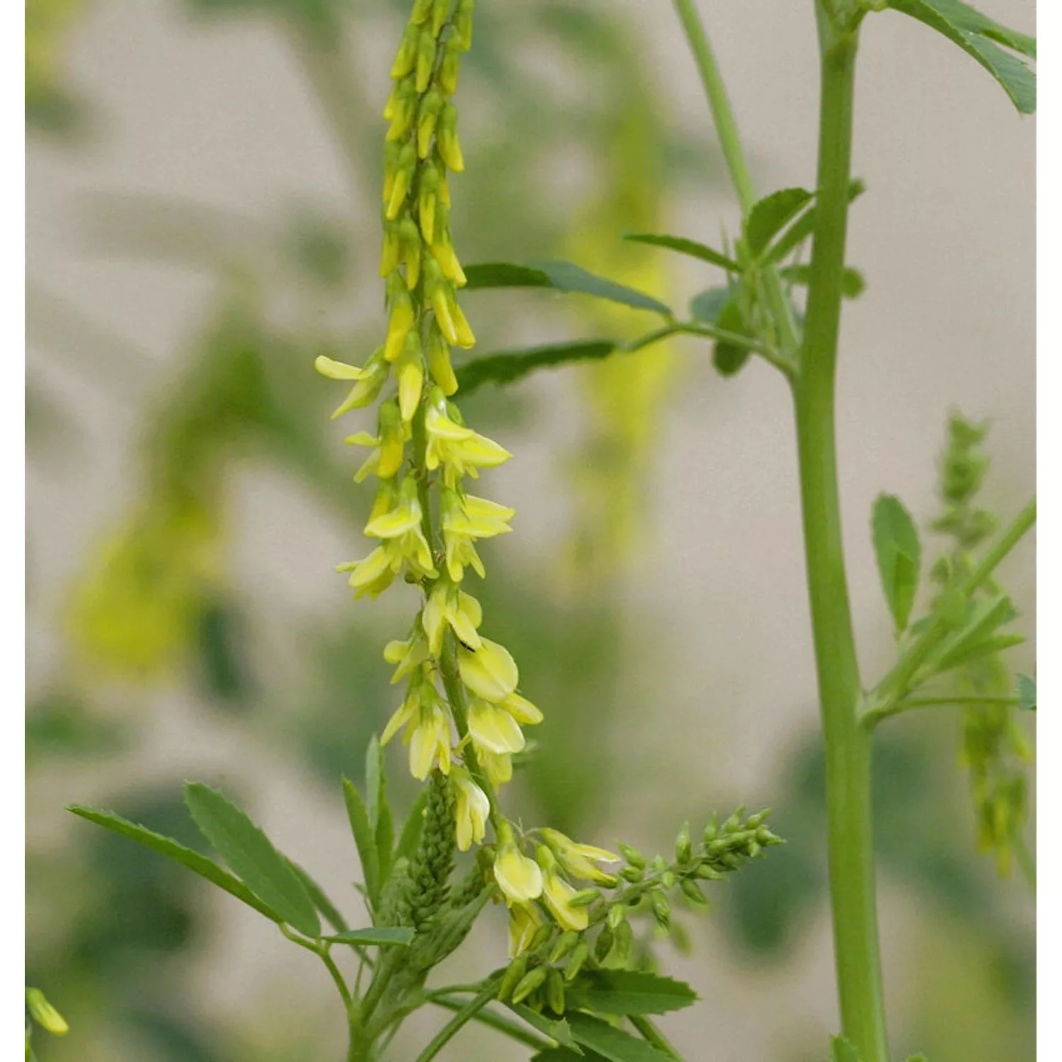 Gelber Steinklee - Melilotus officinalis günstig online kaufen