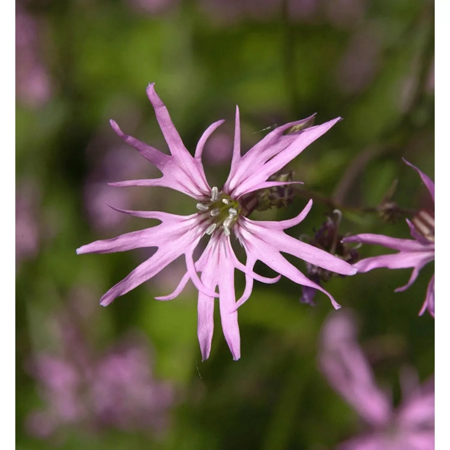 Kuckucks Lichtnelke - Lychnis flos cuculi günstig online kaufen