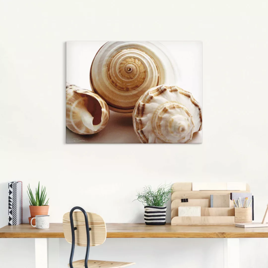 Artland Wandbild "Muschelkomposition I", Wassertiere, (1 St.), als Leinwand günstig online kaufen