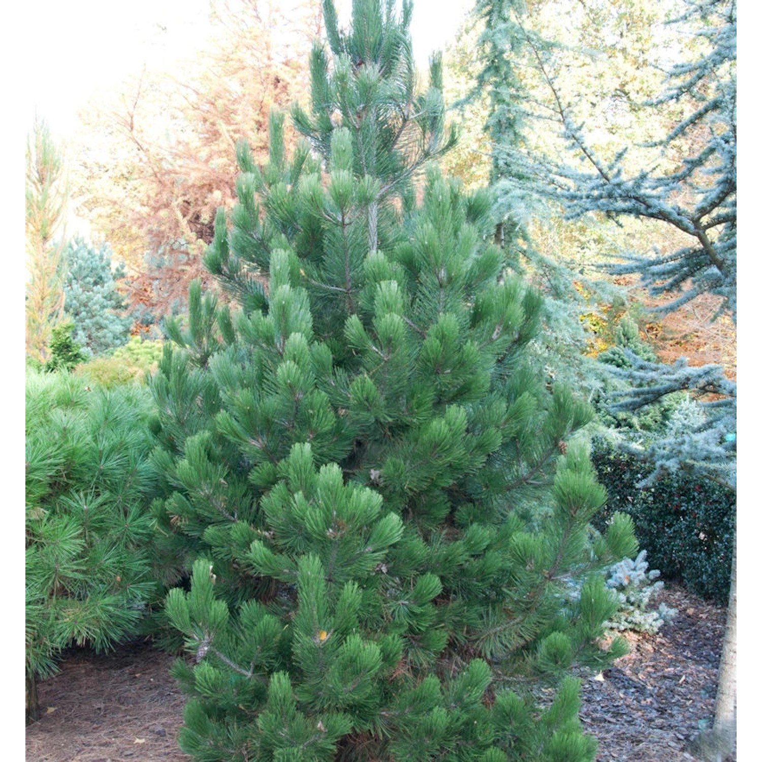 Bosnische Zwerg Kiefer Irish Bell 25-30cm - Pinus densiflora günstig online kaufen