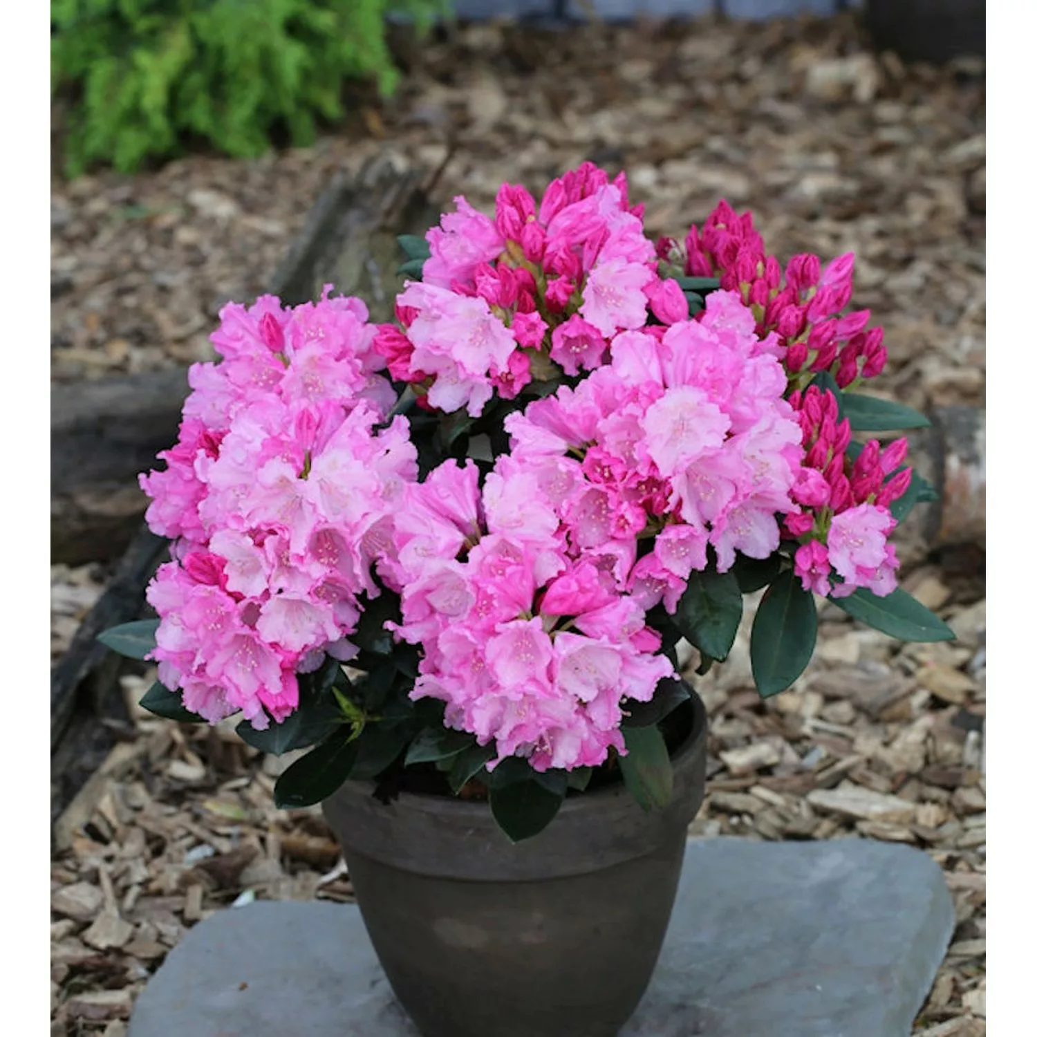 INKARHO - Rhododendron Bad Sassendorf 25-30cm - Rhododendron williamsianum günstig online kaufen