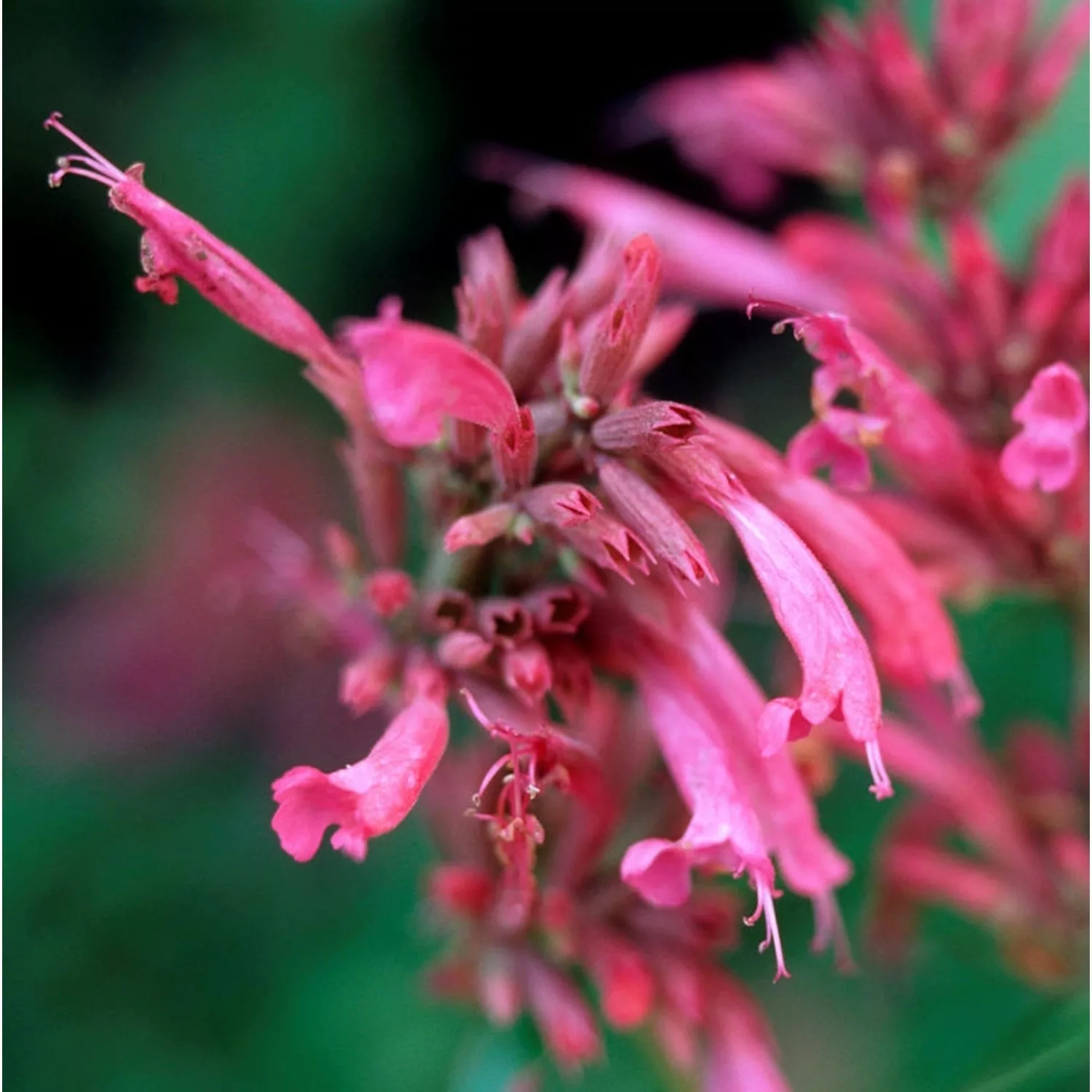 Mexikanische Agastache Red Fortune - Agastache mexicana günstig online kaufen