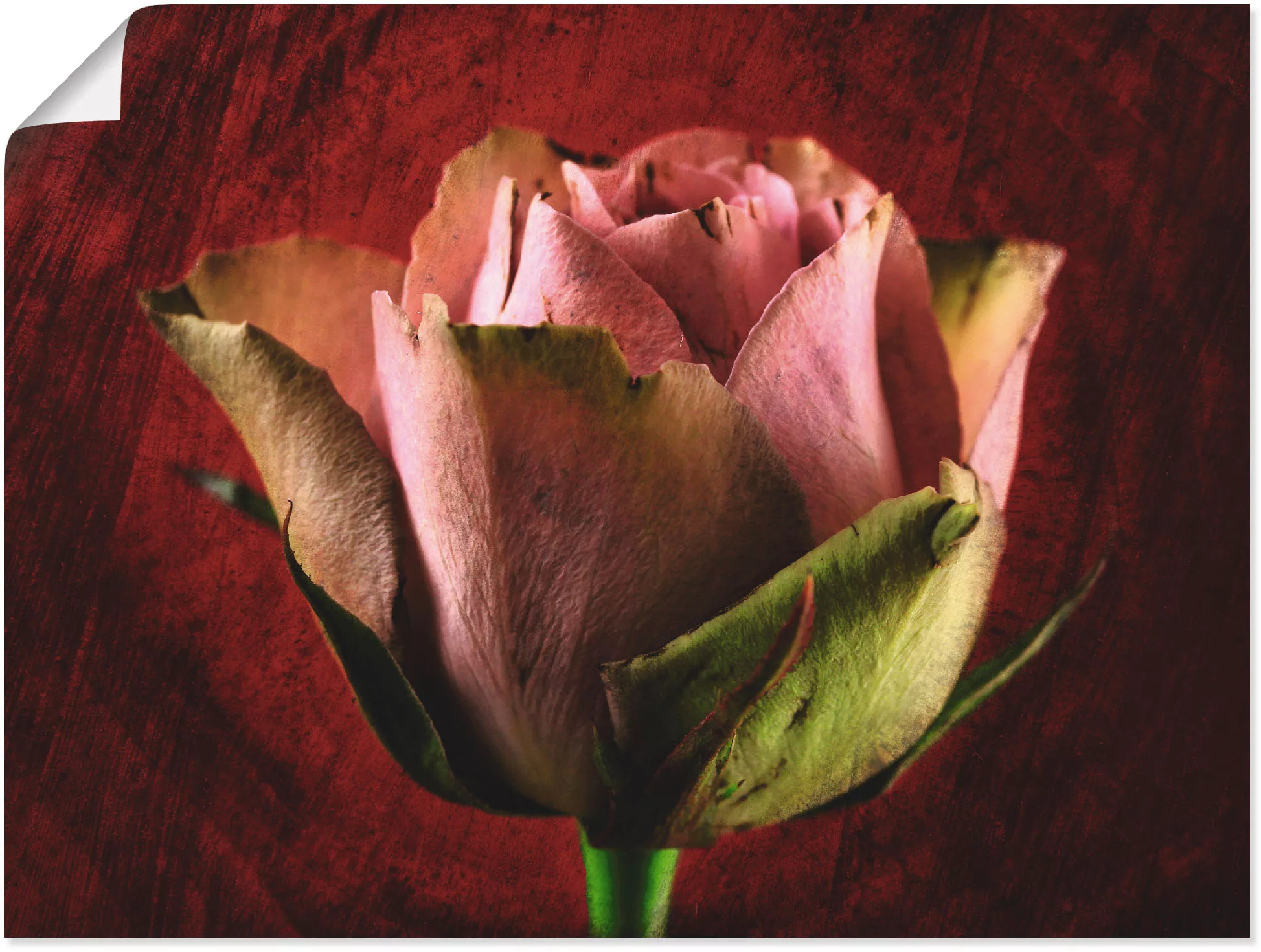 Artland Poster "Rosa Rose", Blumen, (1 St.), als Leinwandbild, Wandaufklebe günstig online kaufen