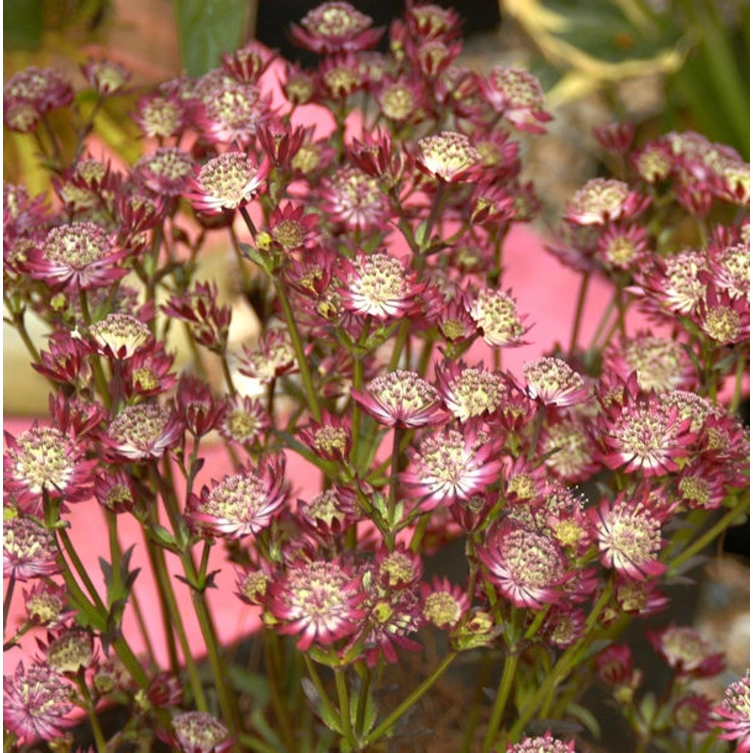 Sterndolde Claret - Astrantia major günstig online kaufen