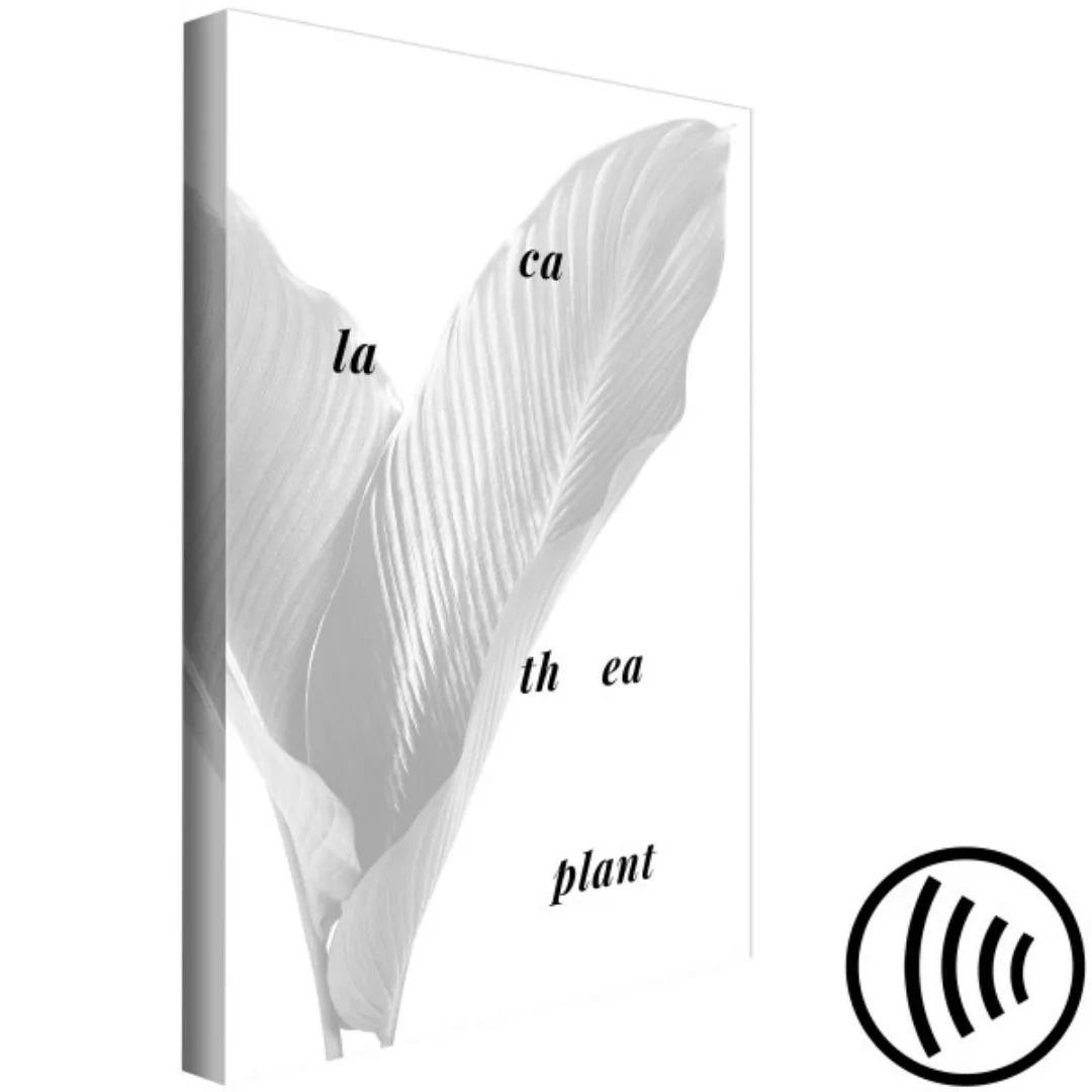 Bild auf Leinwand Silberne Calathea-Blätter - Text und Grafik mit botanisch günstig online kaufen
