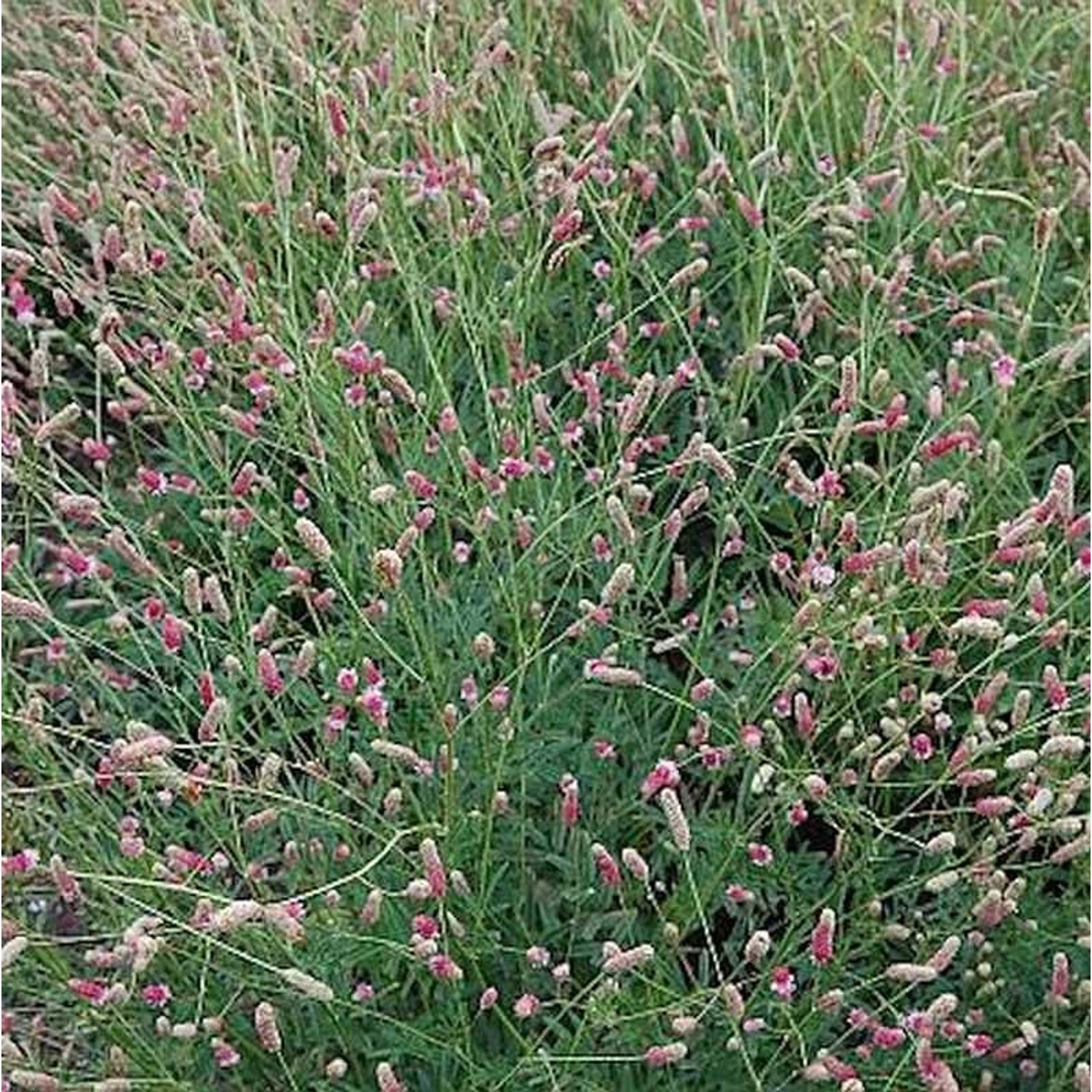 Wiesenknopf Pink Tanna - Sanguisorba officinalis günstig online kaufen