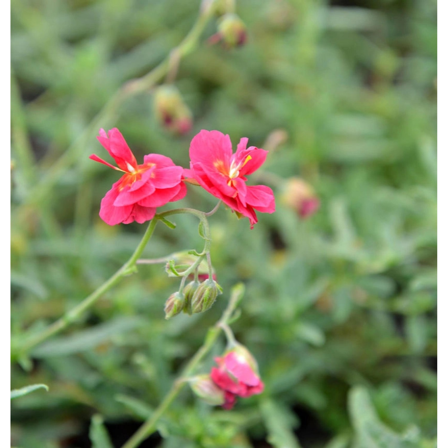 Sonnenröschen Cerise Queen - Helianthemum günstig online kaufen