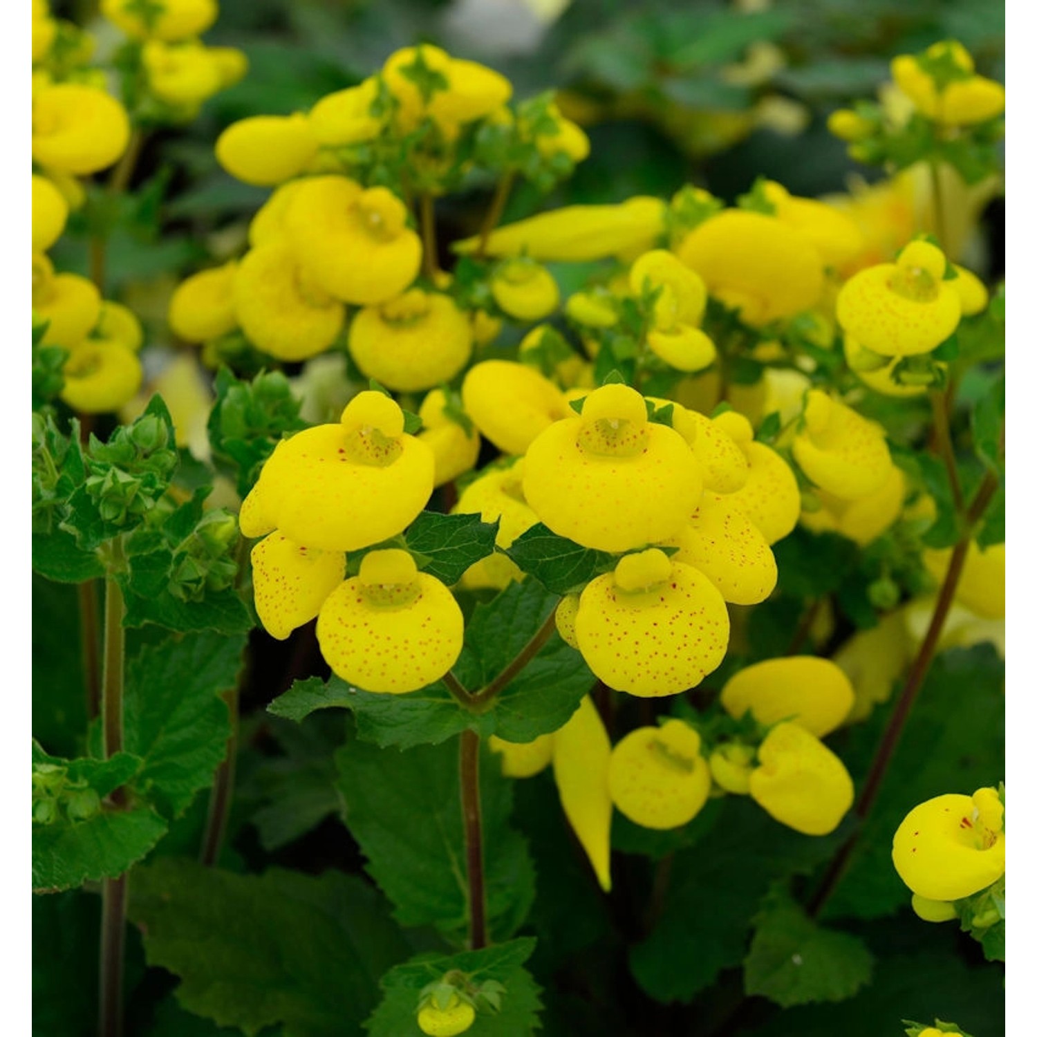 Pantoffelblume - Pycnanthemum integrifolia günstig online kaufen