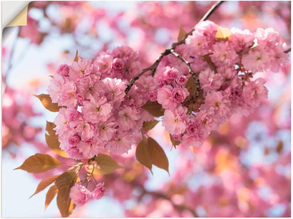 Artland Wandbild "Japanische Kirschblüte in Love I", Blumen, (1 St.), als L günstig online kaufen