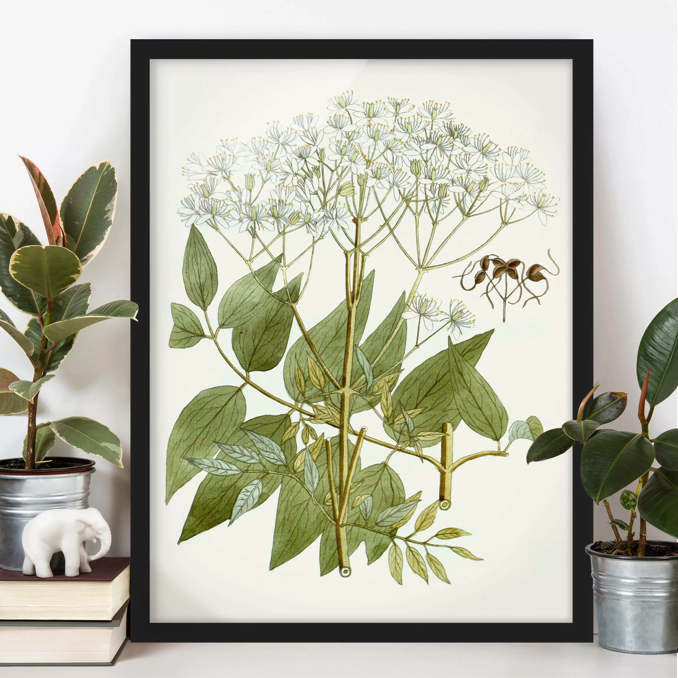Bild mit Rahmen Blumen - Hochformat Wildkräuter Schautafel V günstig online kaufen