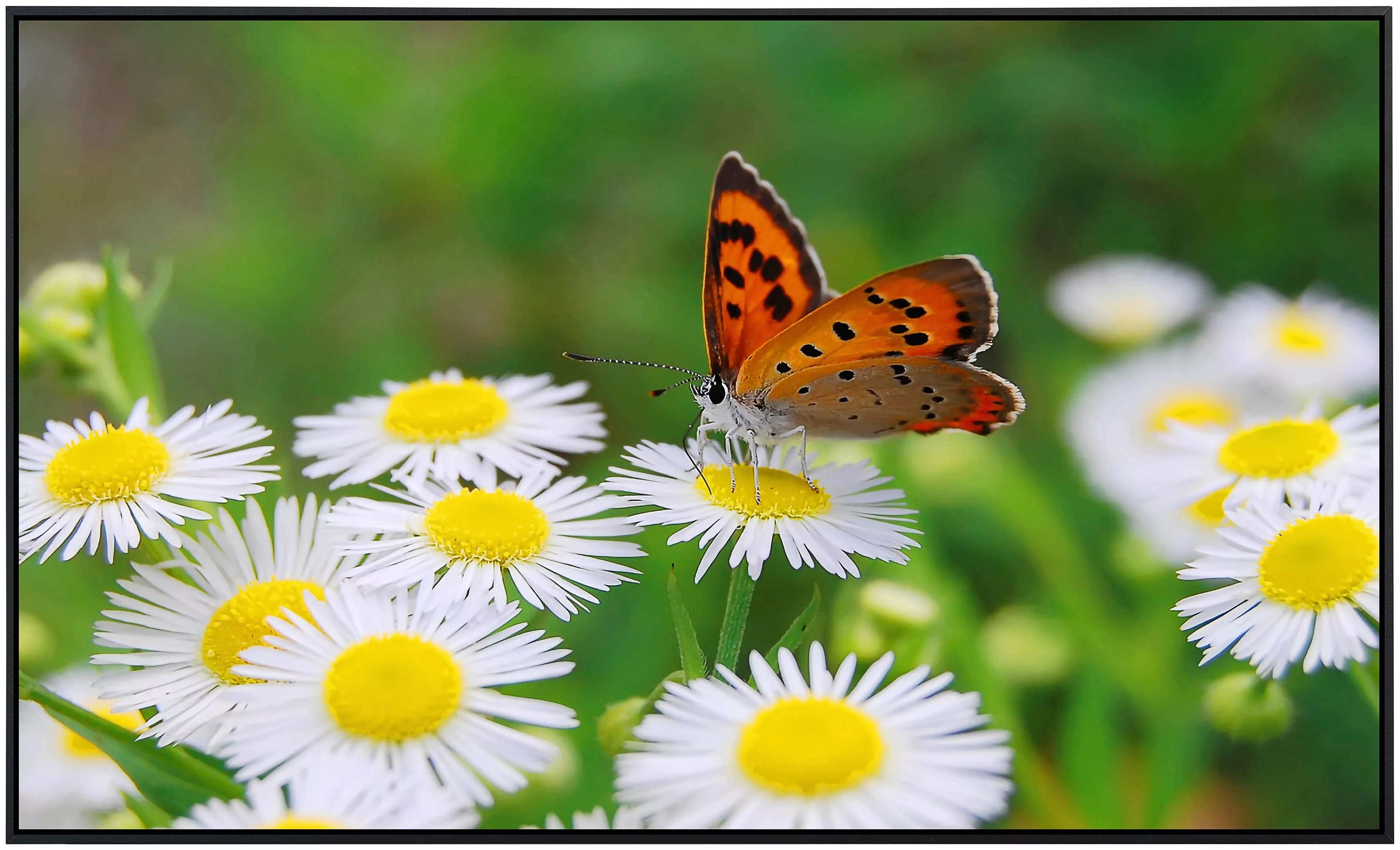 Papermoon Infrarotheizung »Schmetterling«, sehr angenehme Strahlungswärme günstig online kaufen