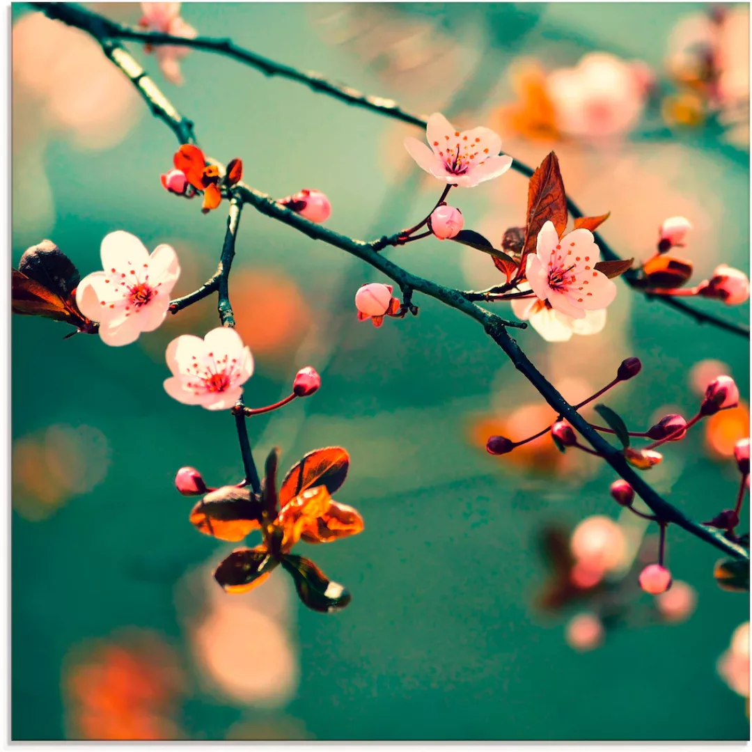 Artland Glasbild "Japanische Kirsch Sakura Blumen", Blumen, (1 St.) günstig online kaufen