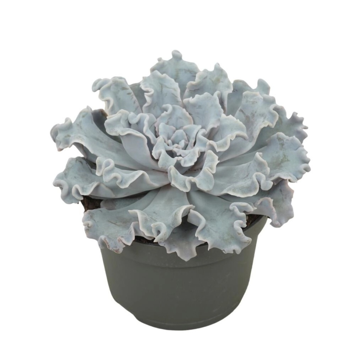 Exotenherz Gekräuseltes Rosetten Dickblatt Echeveria Crispy Beauty Pflegele günstig online kaufen