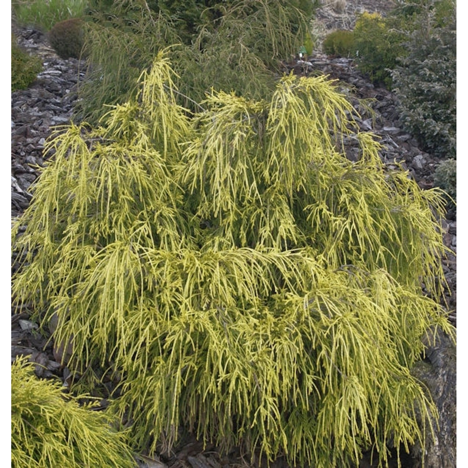 Gelbe Fadenzypresse 40-50cm - Chamaecyparis pisifera günstig online kaufen