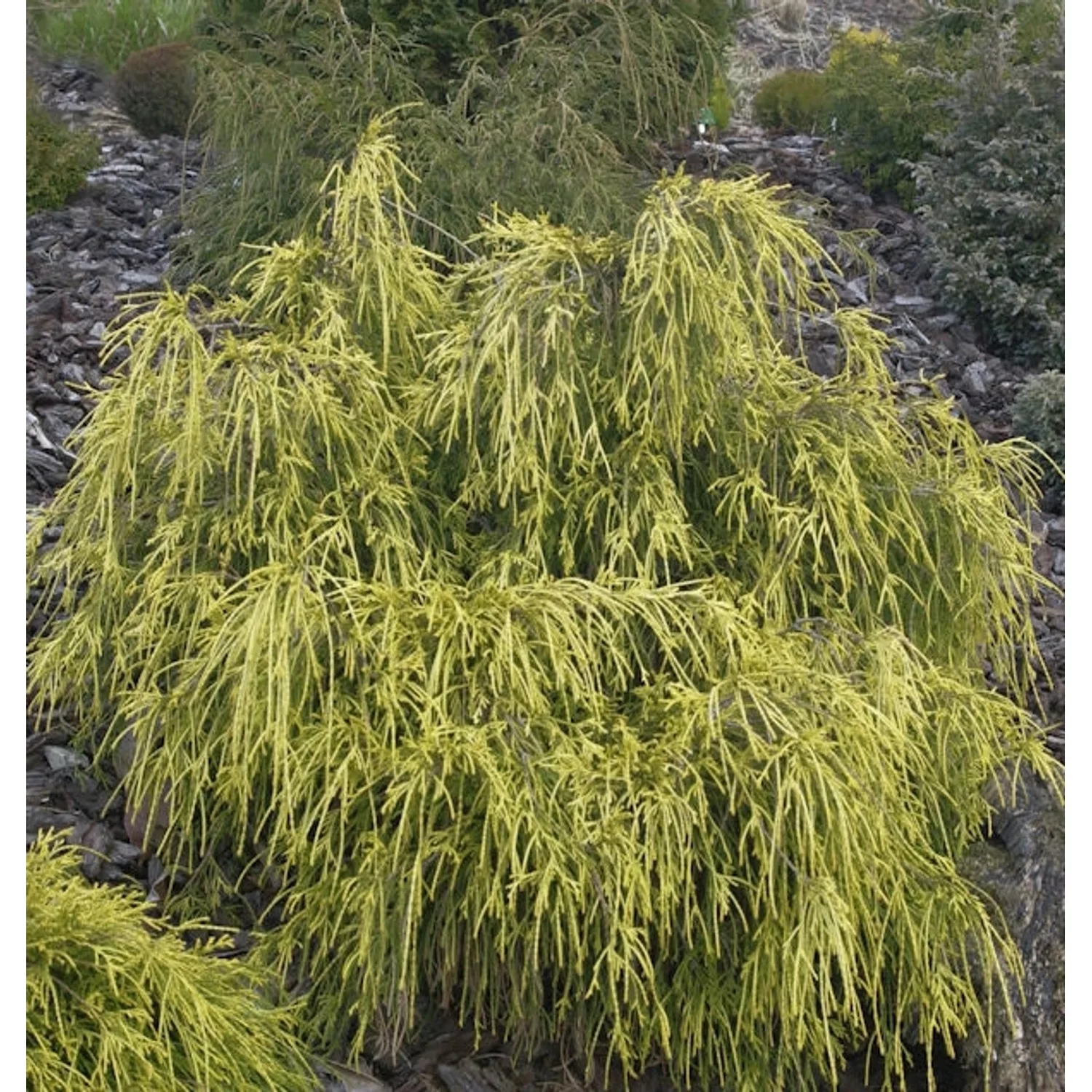 Gelbe Fadenzypresse 20-25cm - Chamaecyparis pisifera günstig online kaufen