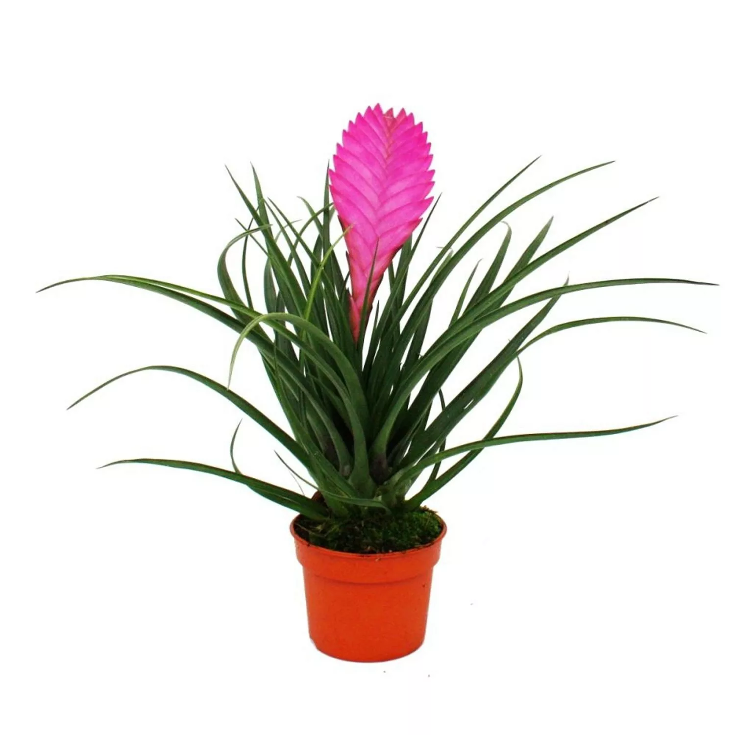Exotenherz Tillandsia Cyanea Anita 9cm Topf Pink Blühend günstig online kaufen