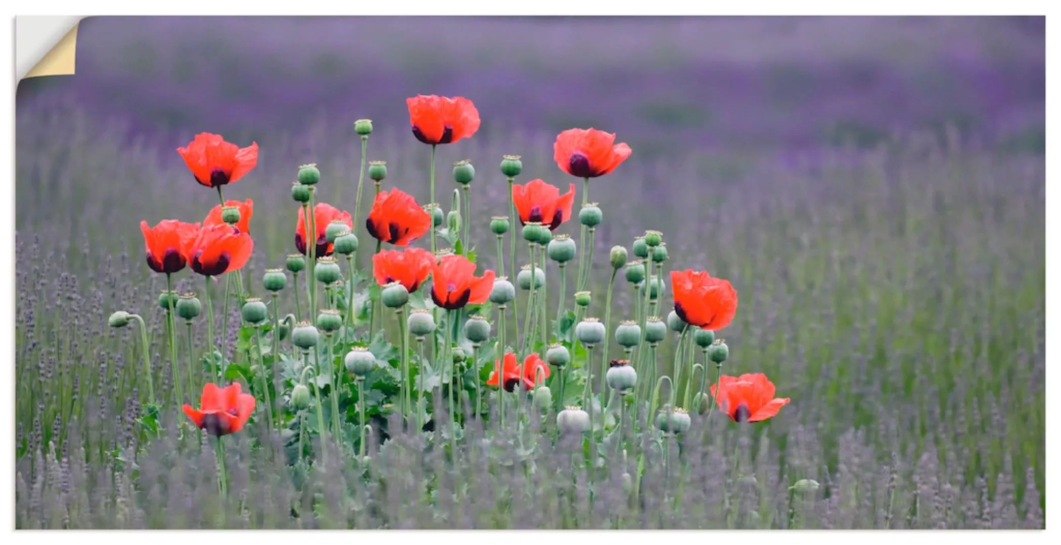 Artland Wandbild »Lavendelfarm in Sequim - Mohnblumen«, Blumenwiese, (1 St. günstig online kaufen