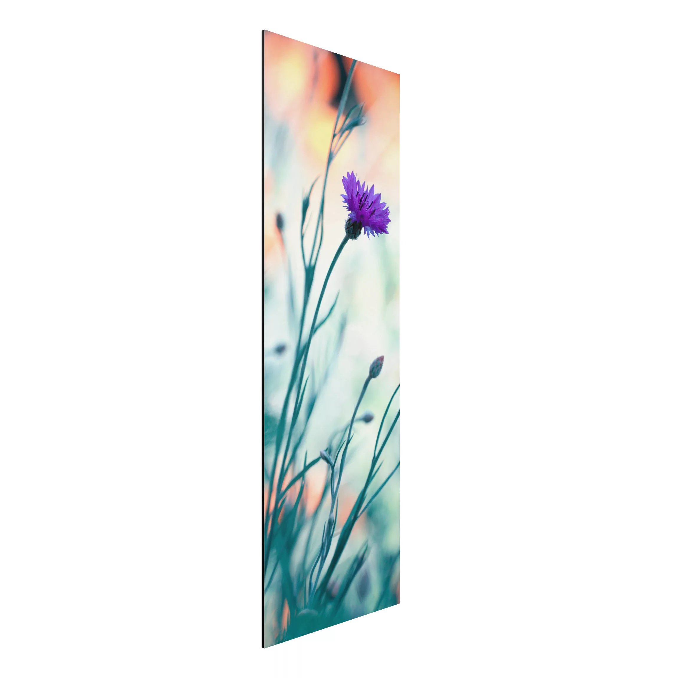 Alu-Dibond Bild Blumen - Hochformat Schmal Kornblumen günstig online kaufen