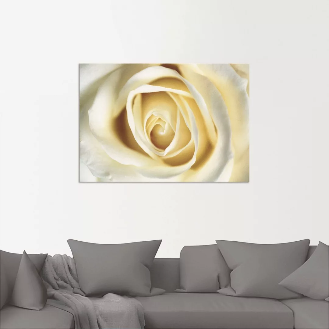 Artland Wandbild "Weiße Rose", Blumen, (1 St.), als Alubild, Outdoorbild, L günstig online kaufen