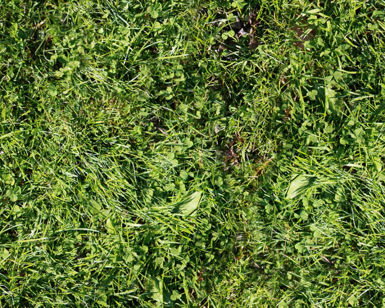 Fototapete "Rasen grn" 4,00x2,50 m / Strukturvlies Klassik günstig online kaufen