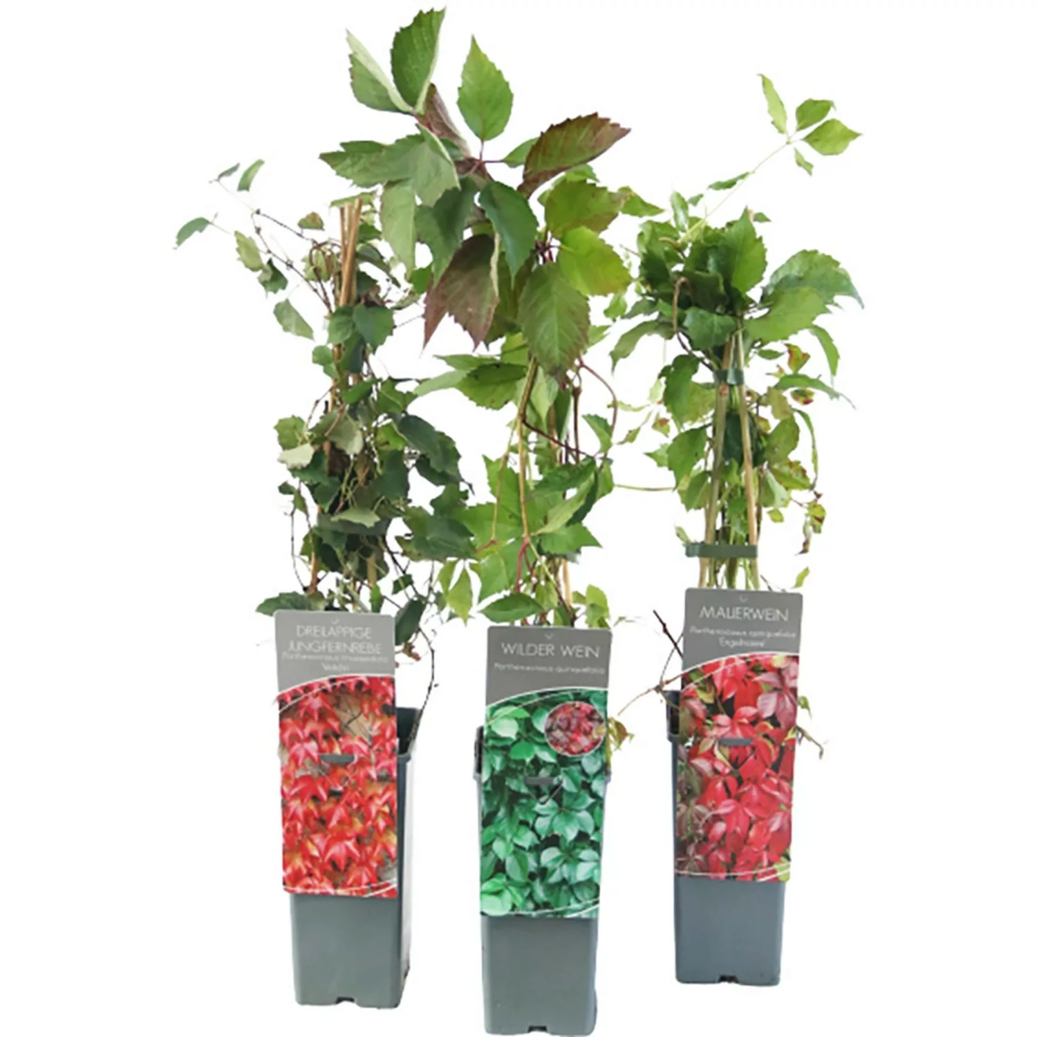 Jungfernrebe Höhe ca. 40 - 60 cm Topf ca. 2 l Parthenocissus inserta günstig online kaufen