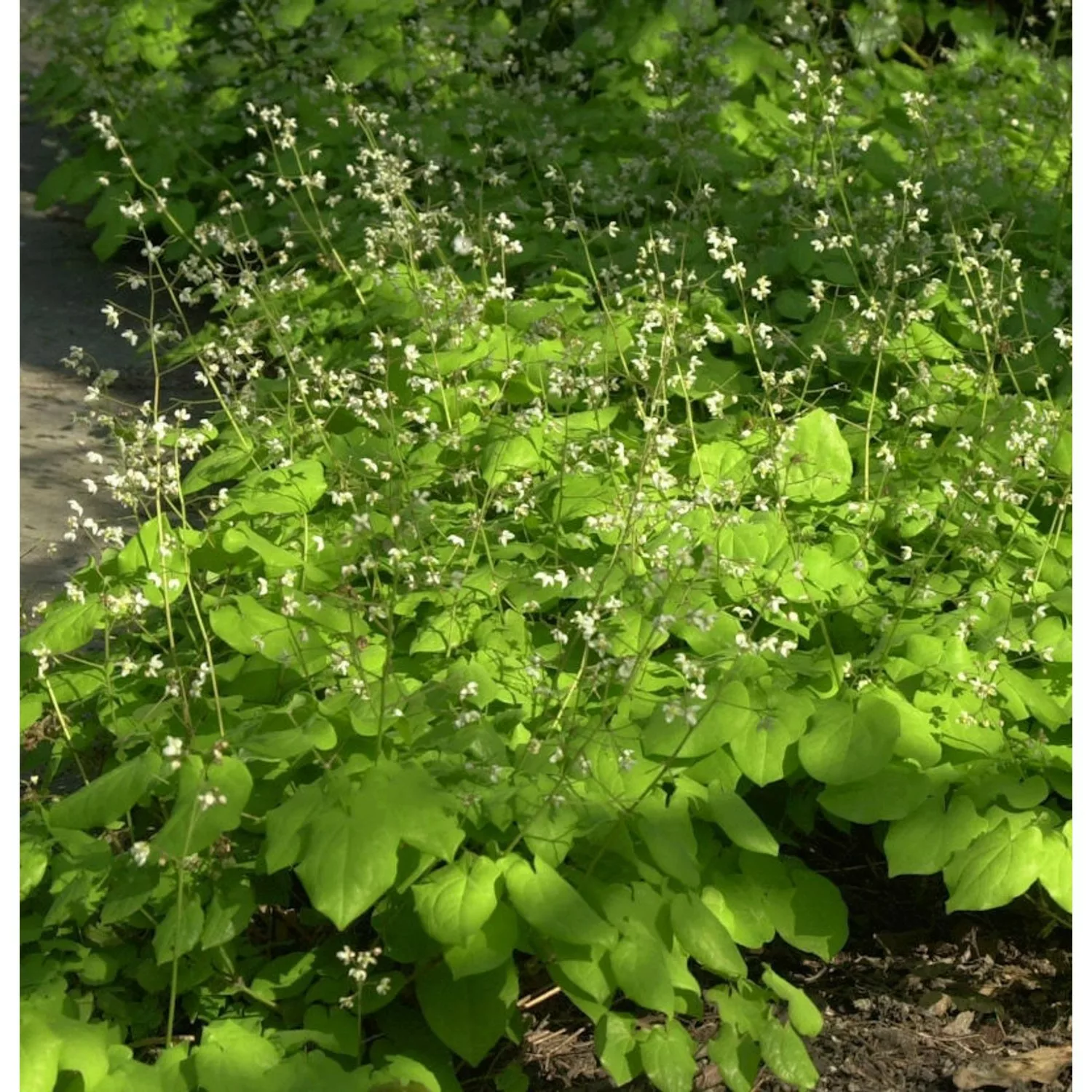 Elfenblume Blütentanz - Epimedium pubescens günstig online kaufen