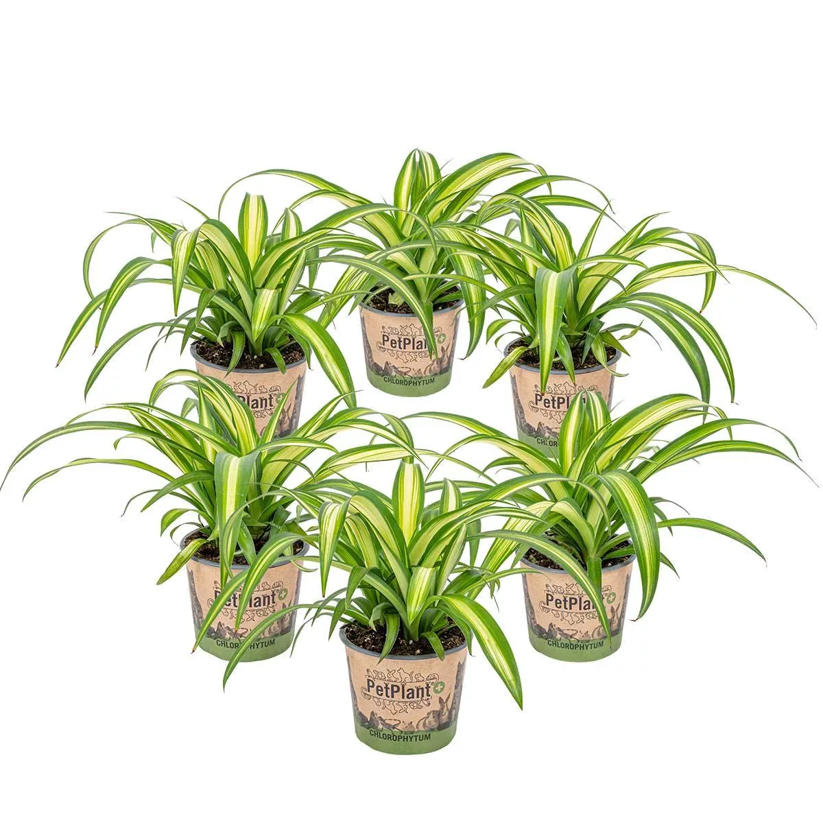 Casa Caron | 6er-Set Chlorophytum Hawaiian günstig online kaufen