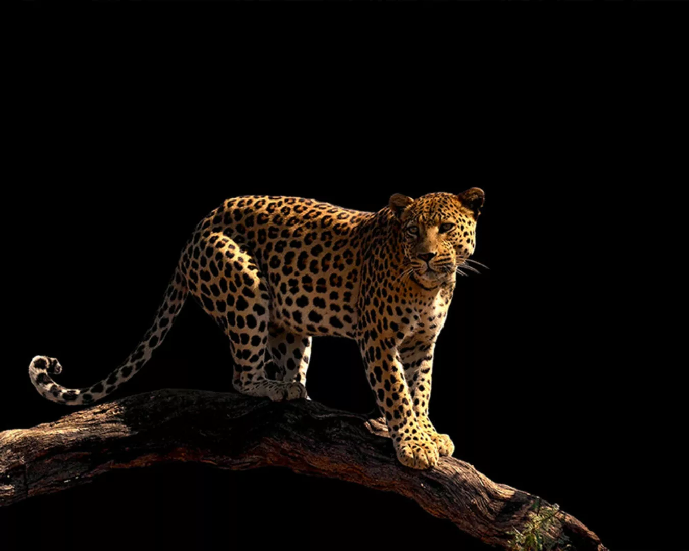 Fototapete "Leopard" 4,00x2,67 m / Strukturvlies Klassik günstig online kaufen