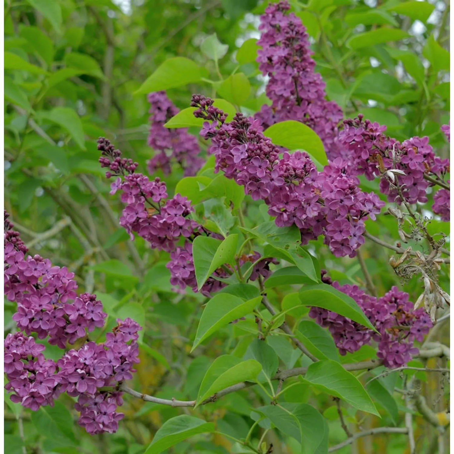 Edelflieder Mme Antoine Buchner 40-60cm - Syringa vulgaris günstig online kaufen
