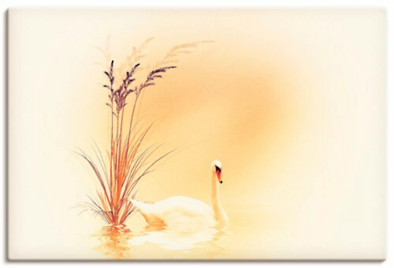 Artland Wandbild "Weisser Schwan", Vögel, (1 St.), als Alubild, Outdoorbild günstig online kaufen