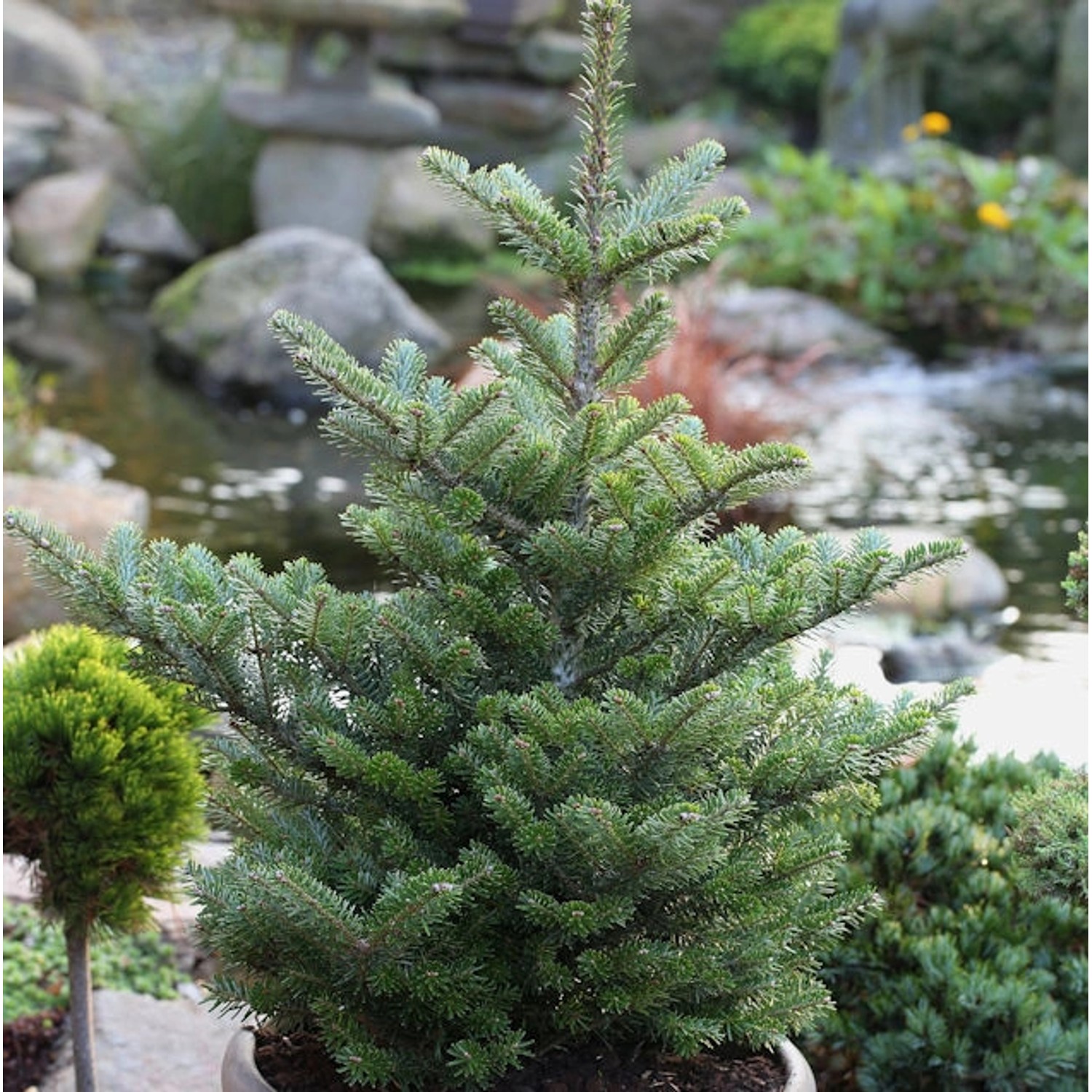 Koreatanne Molli 50-60cm - Abies koreana günstig online kaufen