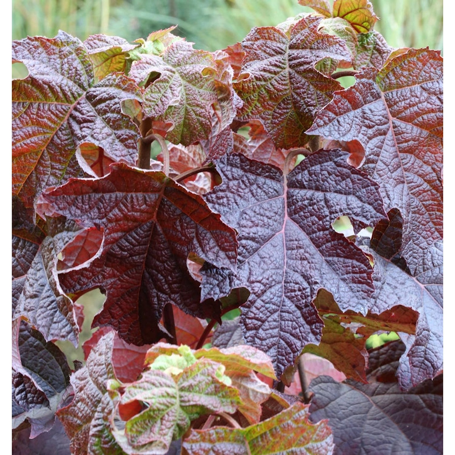 Eichenblättrige Hortensie Ruby Slippers 40-60cm - Hydrangea quercifolia günstig online kaufen