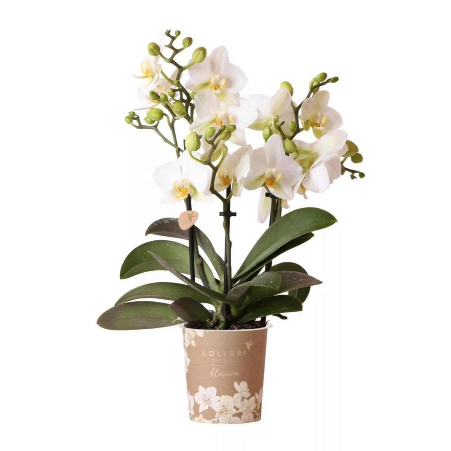 Kolibri Orchids Weiße Phalaenopsis Orchidee Lausanne Topfgröße 9cm günstig online kaufen