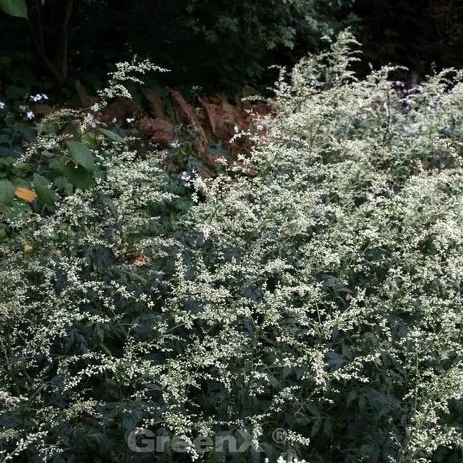 Chinabeifuss - Artemisia lactiflora günstig online kaufen