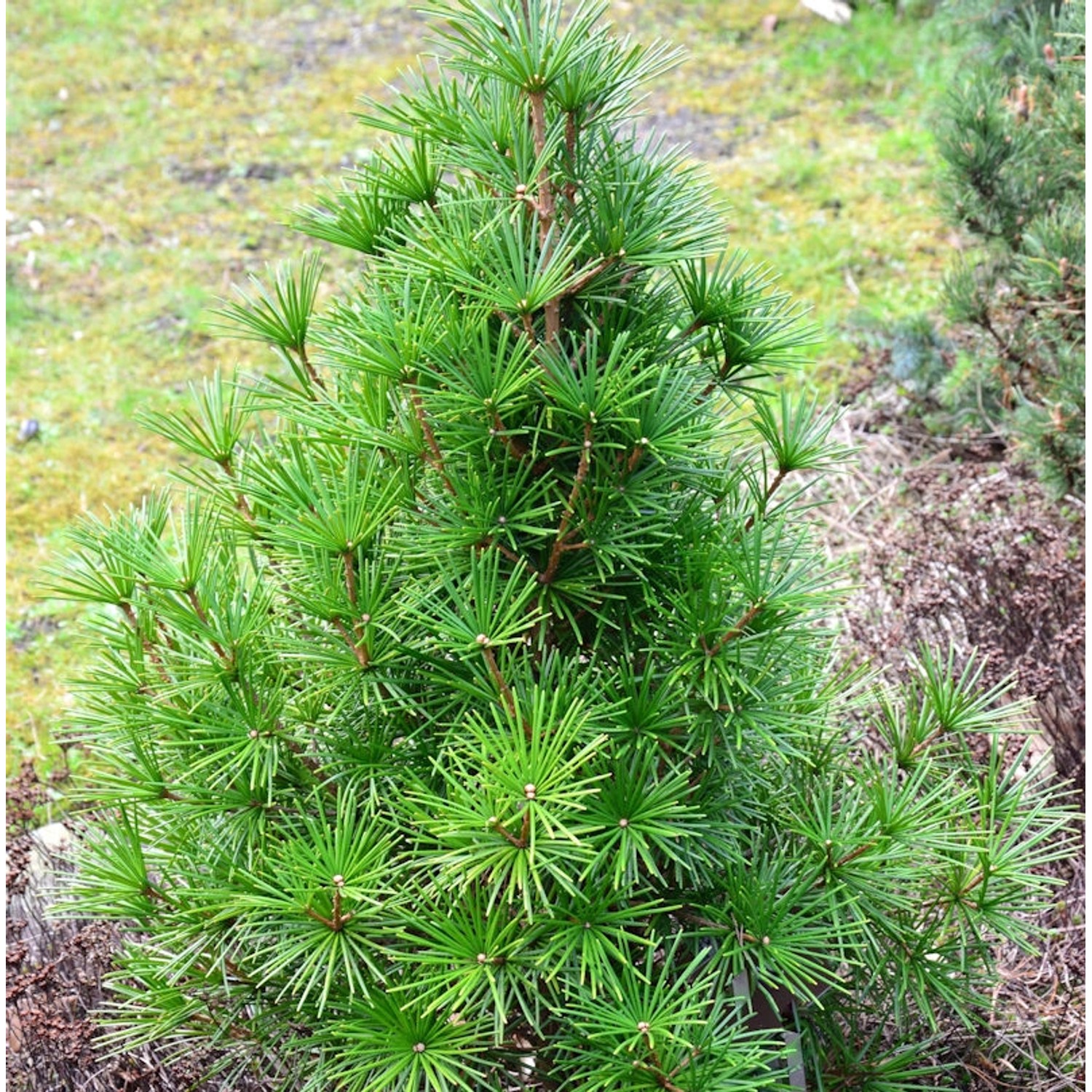 Japanische Schirmtanne Piccola 30-40cm - Sciadopitys verticillata günstig online kaufen