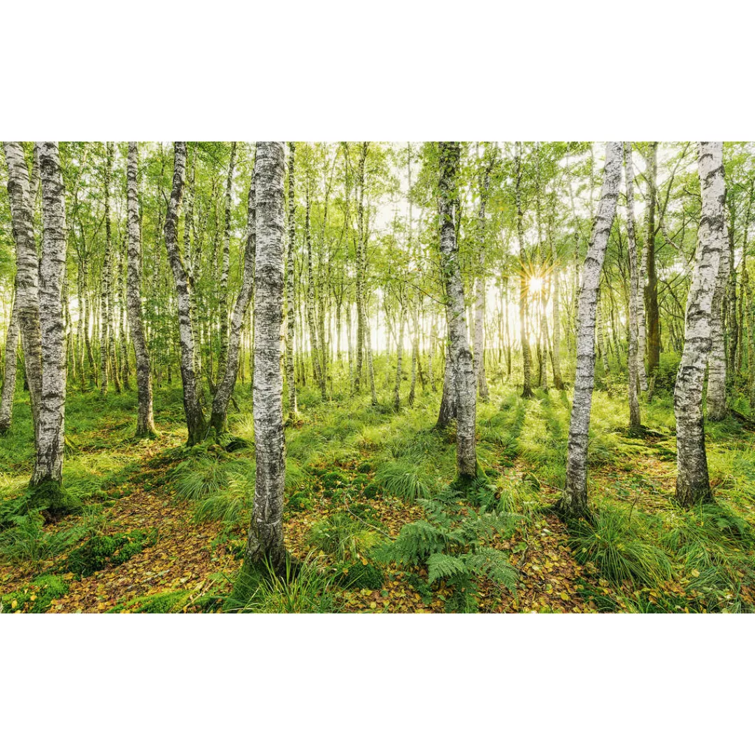 Komar Vliestapete »Digitaldruck Vlies - Birch Trees - Größe 400 x 250 cm«, günstig online kaufen