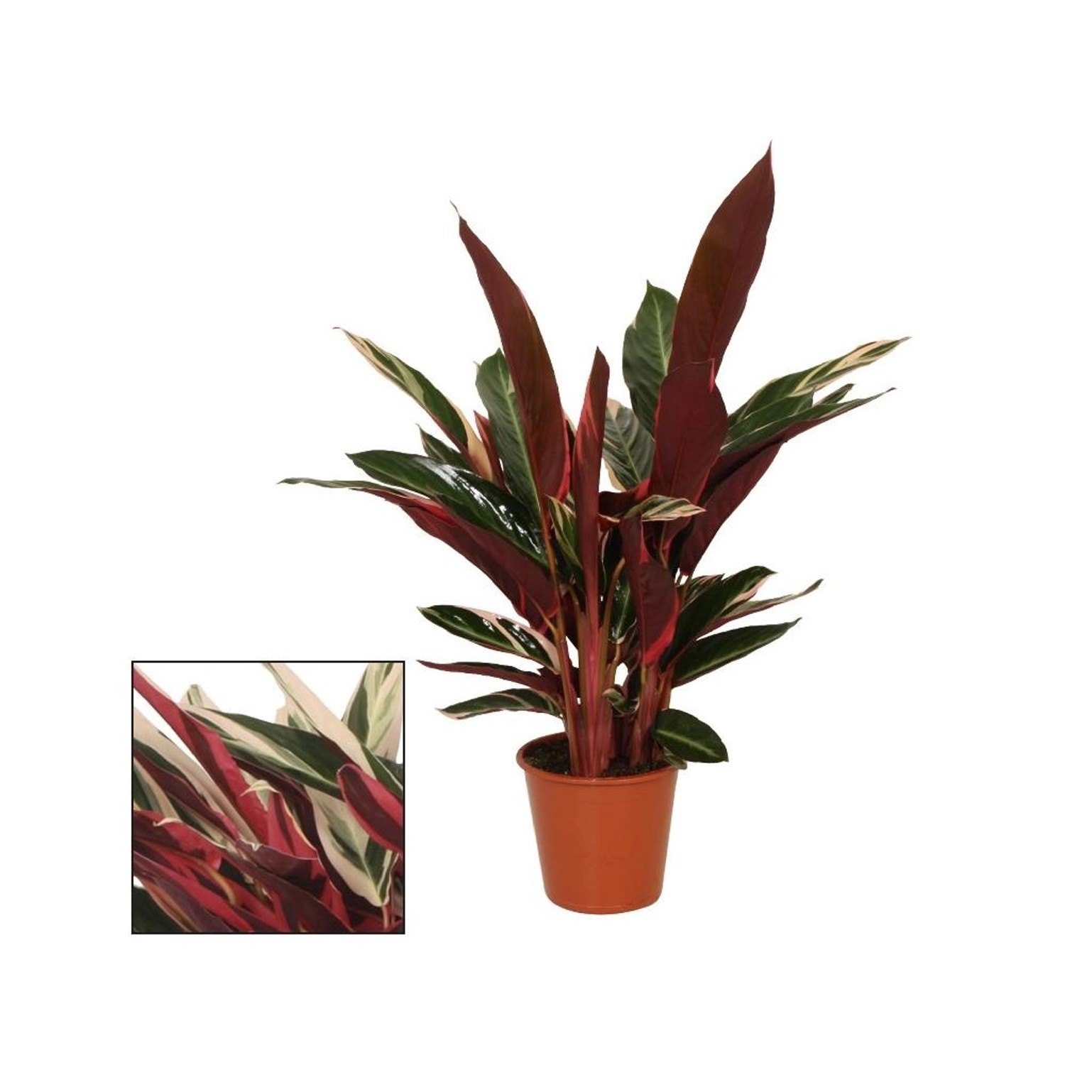 Exotenherz Schattenpflanze mit Ausgefallenem Blattmuster Calathea Triostar günstig online kaufen