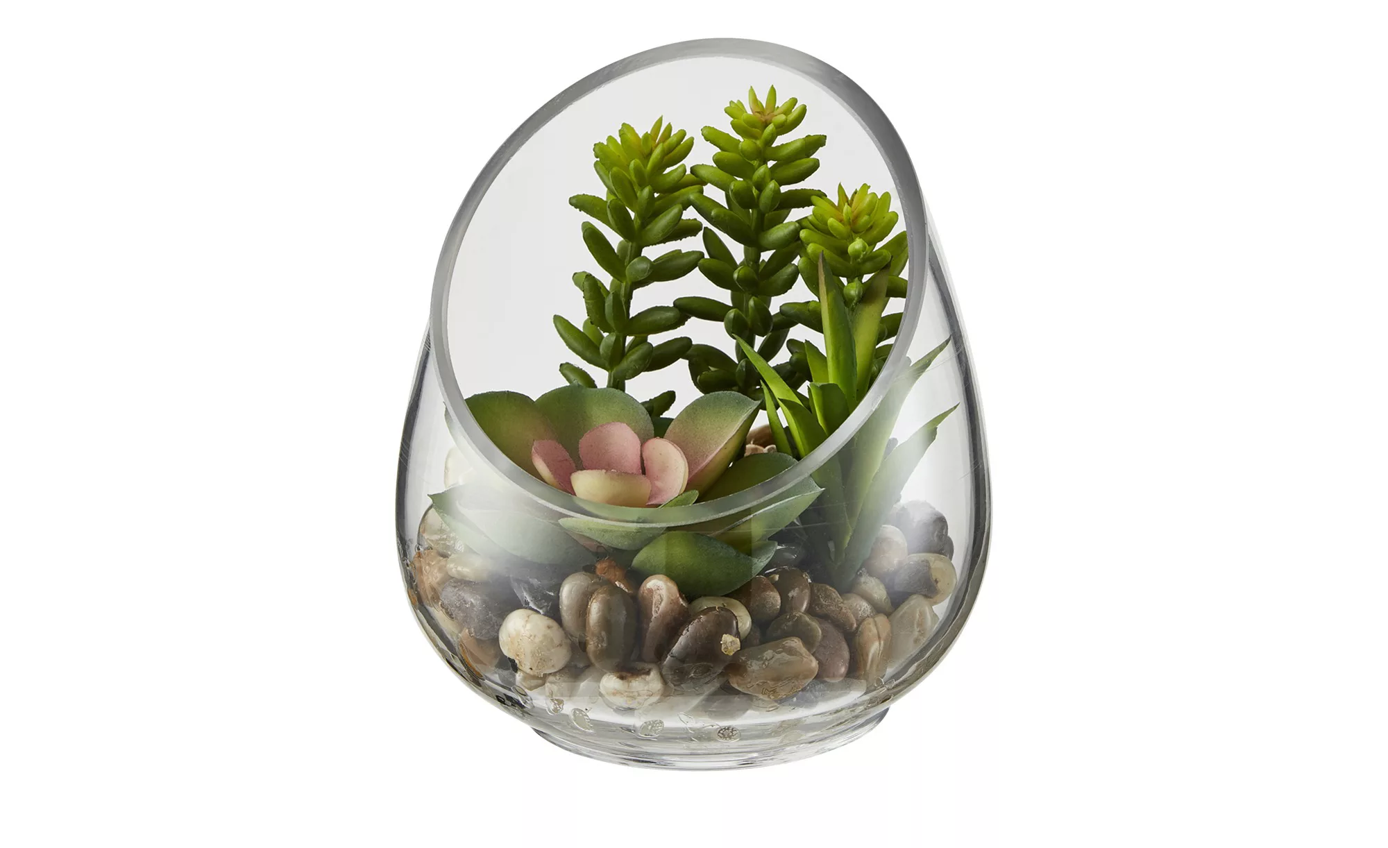 Sukkulente im Glas - grün - Glas , Kunststoff, Naturprodukte - 12 cm - Deko günstig online kaufen