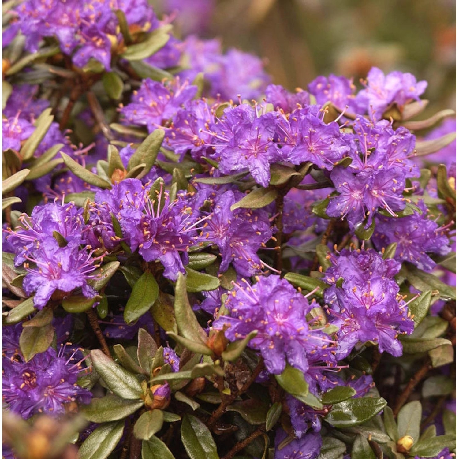 Zwerg Rhododendron Usambara 30-40cm - Rhododendron russatum - Zwerg Alpenro günstig online kaufen