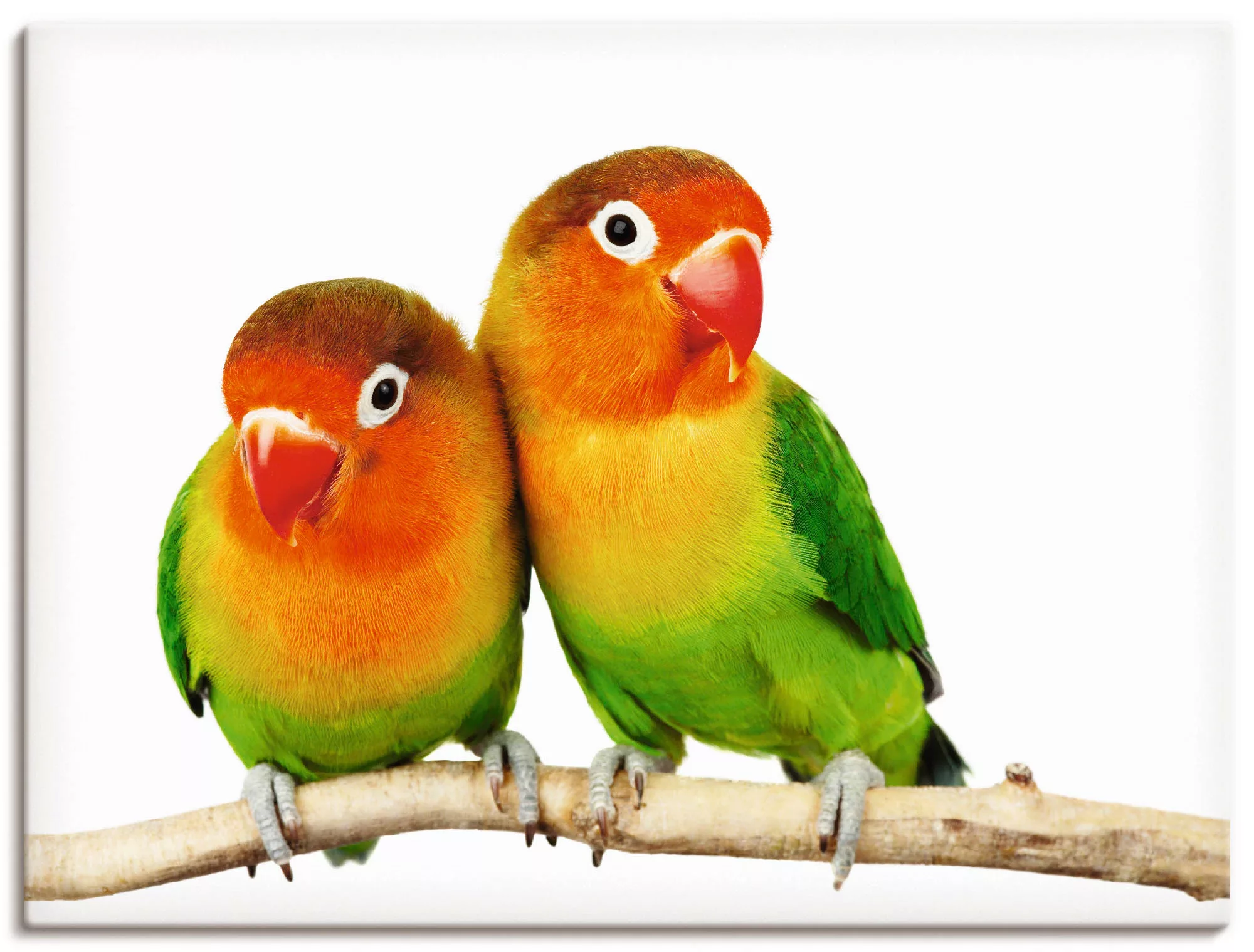 Artland Wandbild »Paar von Grauköpfchen - Papageien«, Vögel, (1 St.) günstig online kaufen