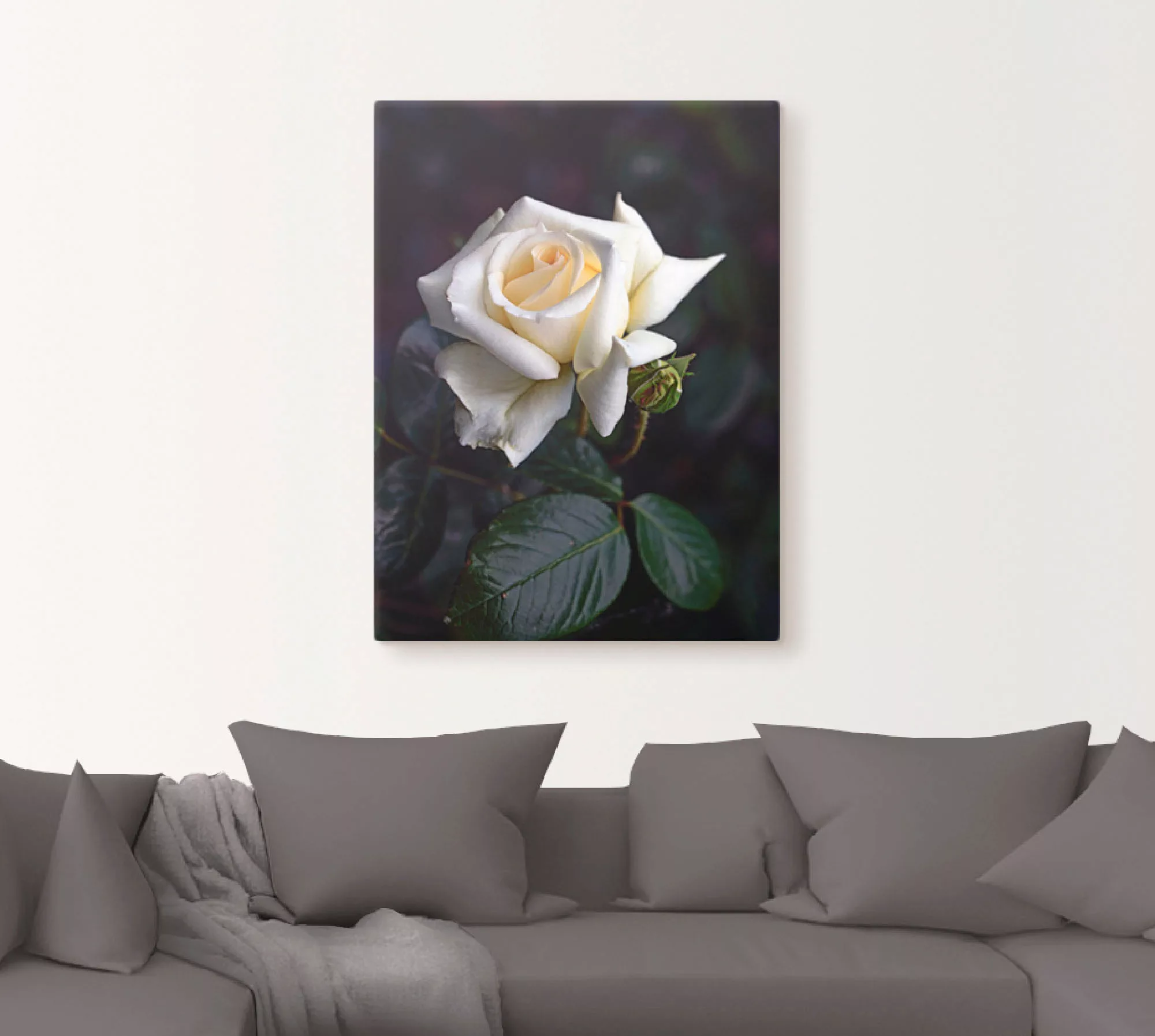 Artland Wandbild "Weiß-gelbe Rose", Blumen, (1 St.), als Leinwandbild, Post günstig online kaufen