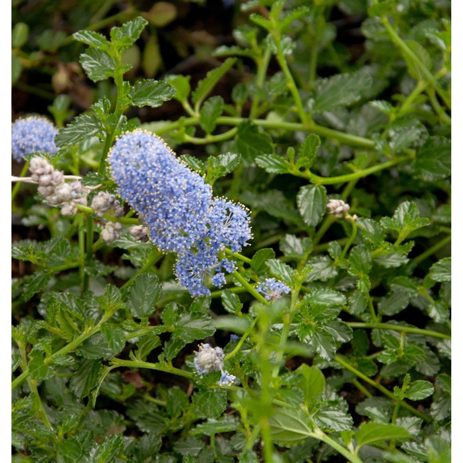 Kriechende Sächelblume 40-60cm - Ceanothus thyrsiflorus günstig online kaufen