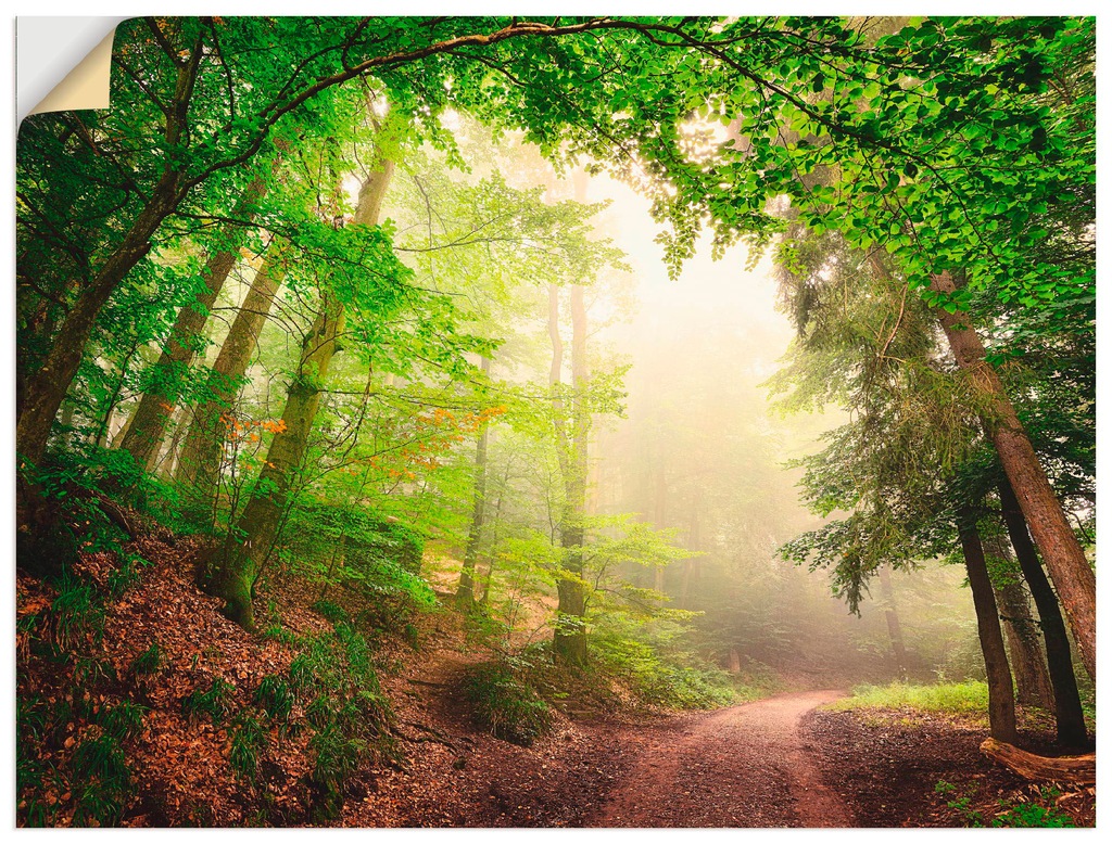 Artland Wandbild "Natürliche Torbögen durch Bäume", Wald, (1 St.), als Alub günstig online kaufen