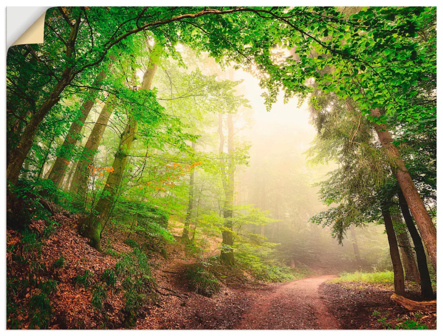 Artland Wandbild "Natürliche Torbögen durch Bäume", Wald, (1 St.), als Alub günstig online kaufen