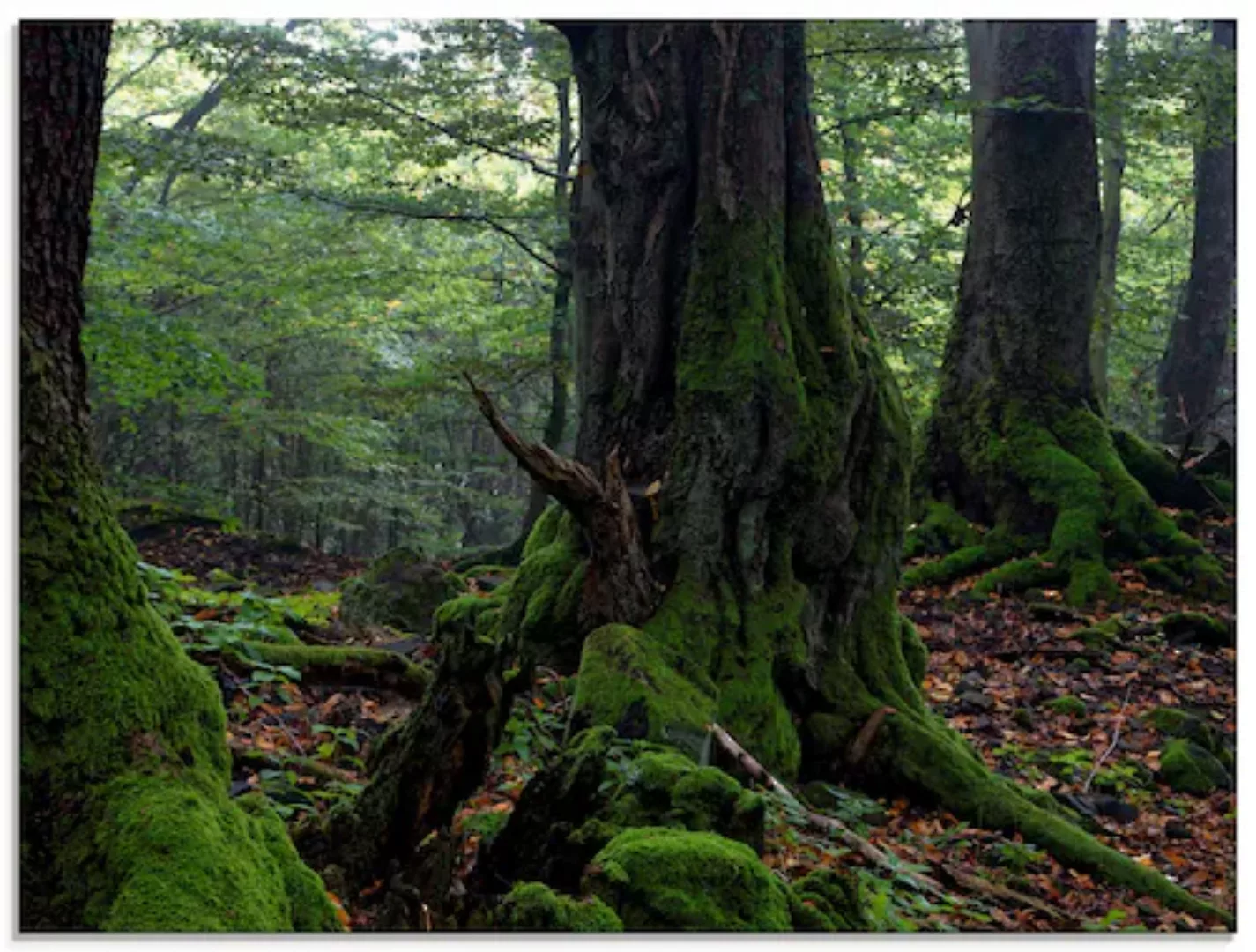 Artland Glasbild "Alte Bäume am Kraterrand", Wald, (1 St.) günstig online kaufen