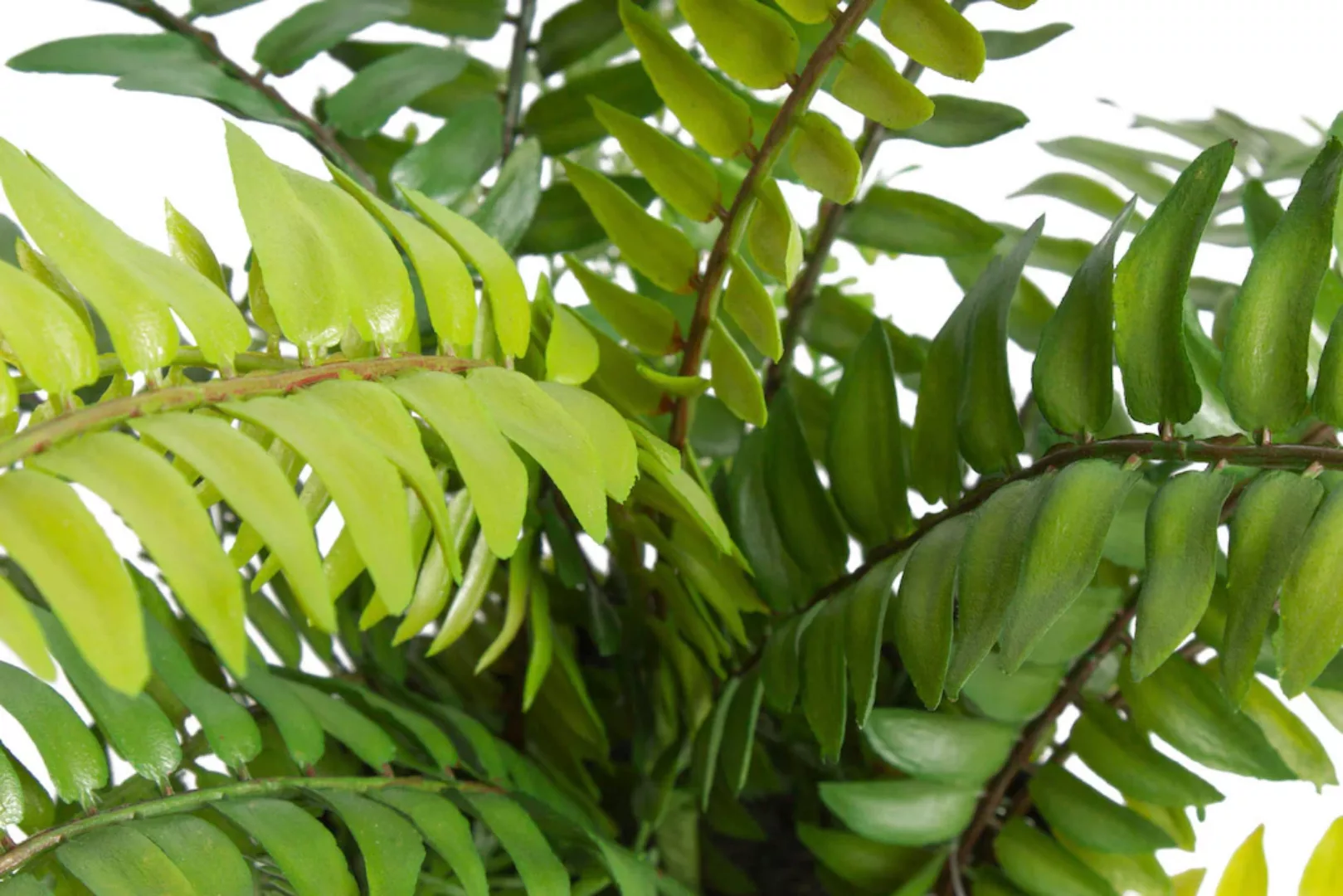Botanic-Haus Künstliche Zimmerpflanze "Farn mit 18 Blättern" günstig online kaufen