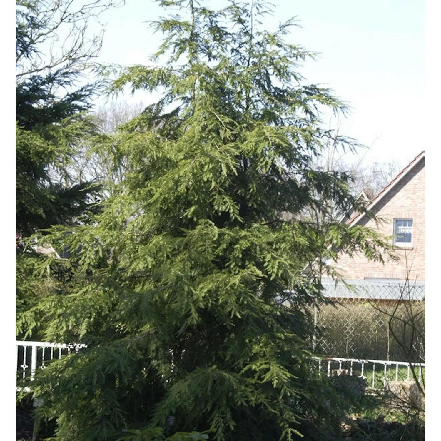 Kanadische Hemlocktanne 30-40cm - Tsuga canadensis günstig online kaufen
