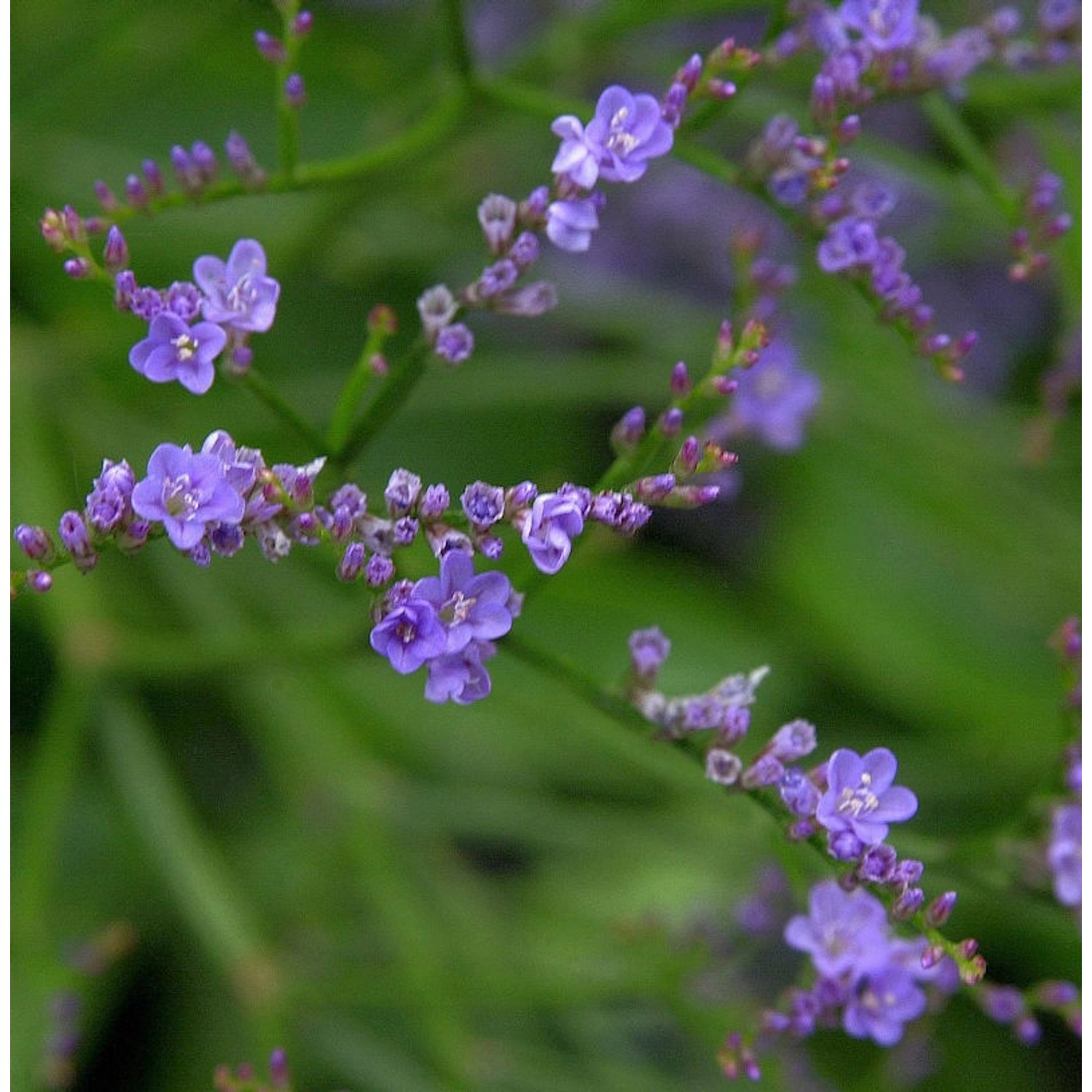 Meerlavendel - Limonium latifolium günstig online kaufen