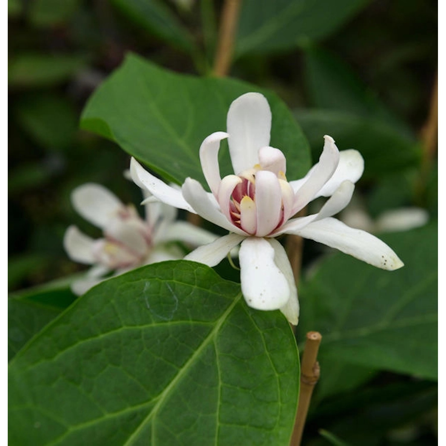 Gewürzstrauch Venus 60-80cm - Calycanthus floridus günstig online kaufen